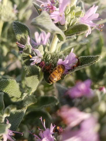 A bee on purple sage blossoms