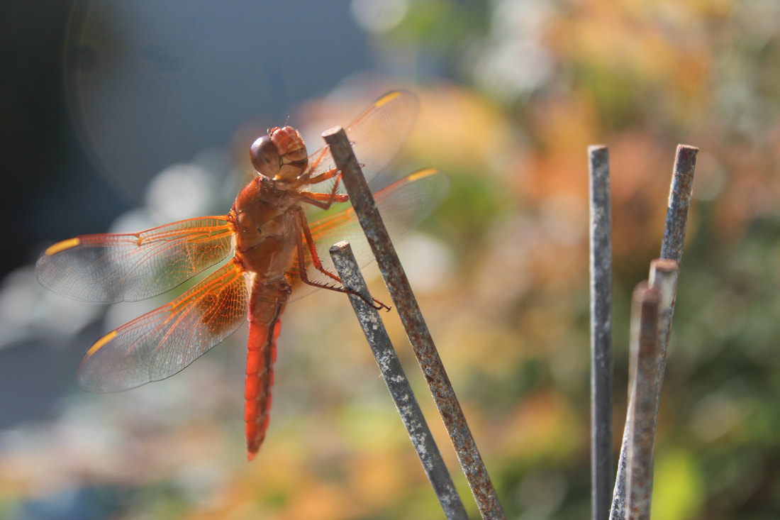 A dragonfly resting among plants
